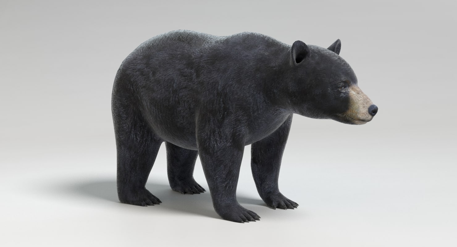 黑熊3d模型