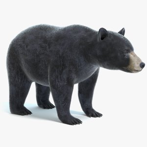 black bear model