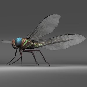 3D swamp dragon fly model