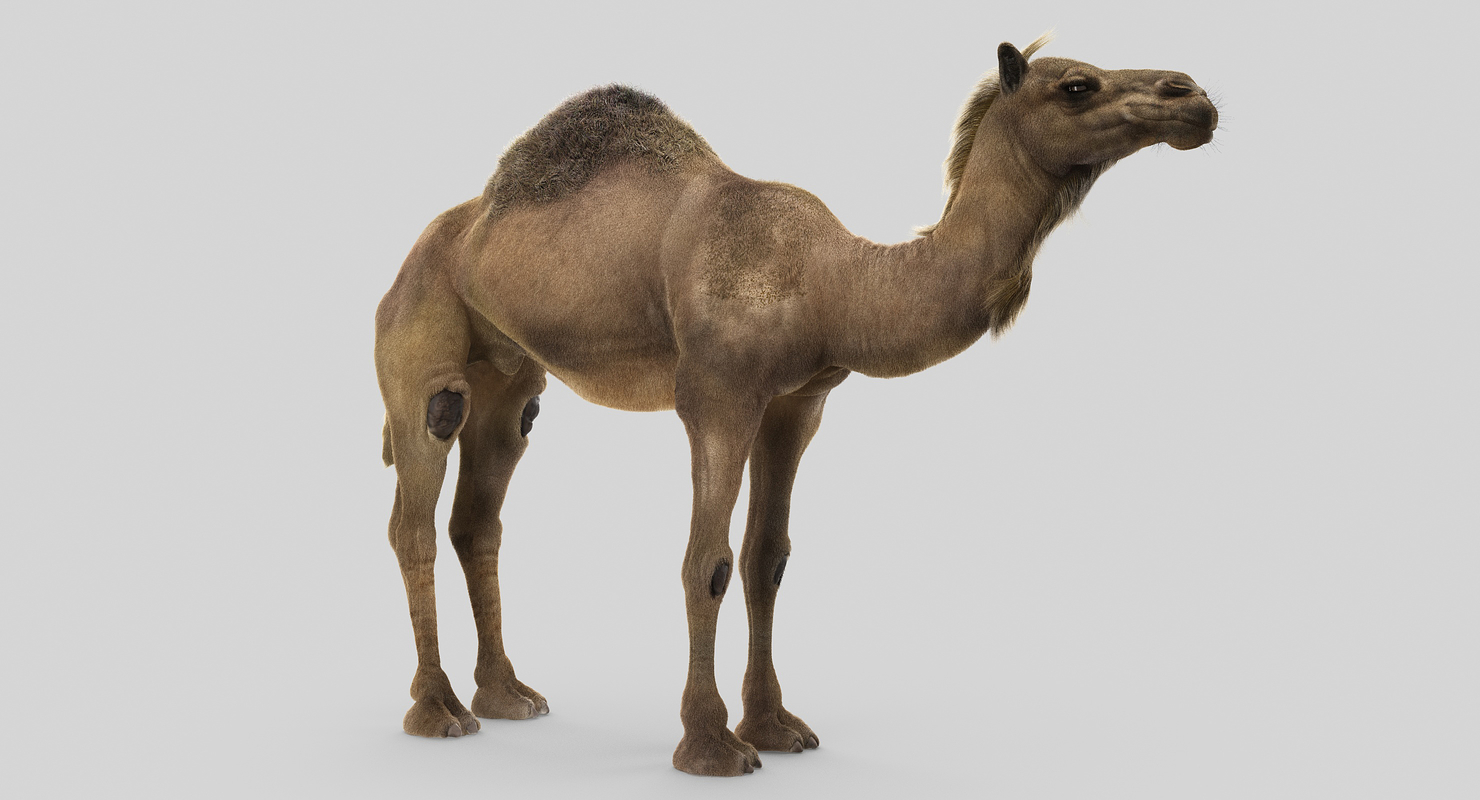 Camel fur model TurboSquid 1169588