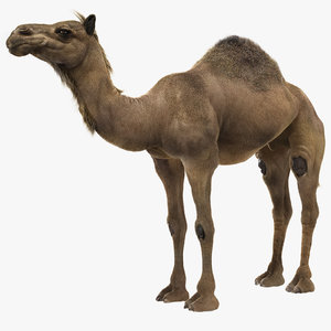camel fur model
