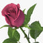 rose v9 3D model