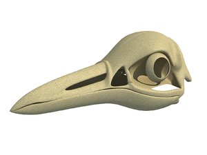 3D model penguin skull skeleton