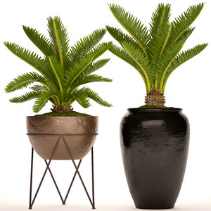 cycas palm tree 3D model