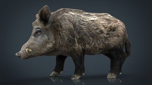 3D wild boar