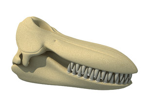 3D model killer whale orca skull skeleton