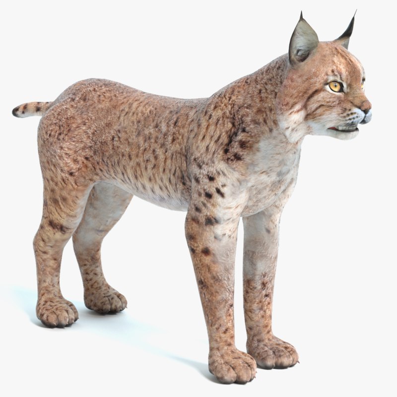 Bobcat bob cat 3D - TurboSquid 1170367