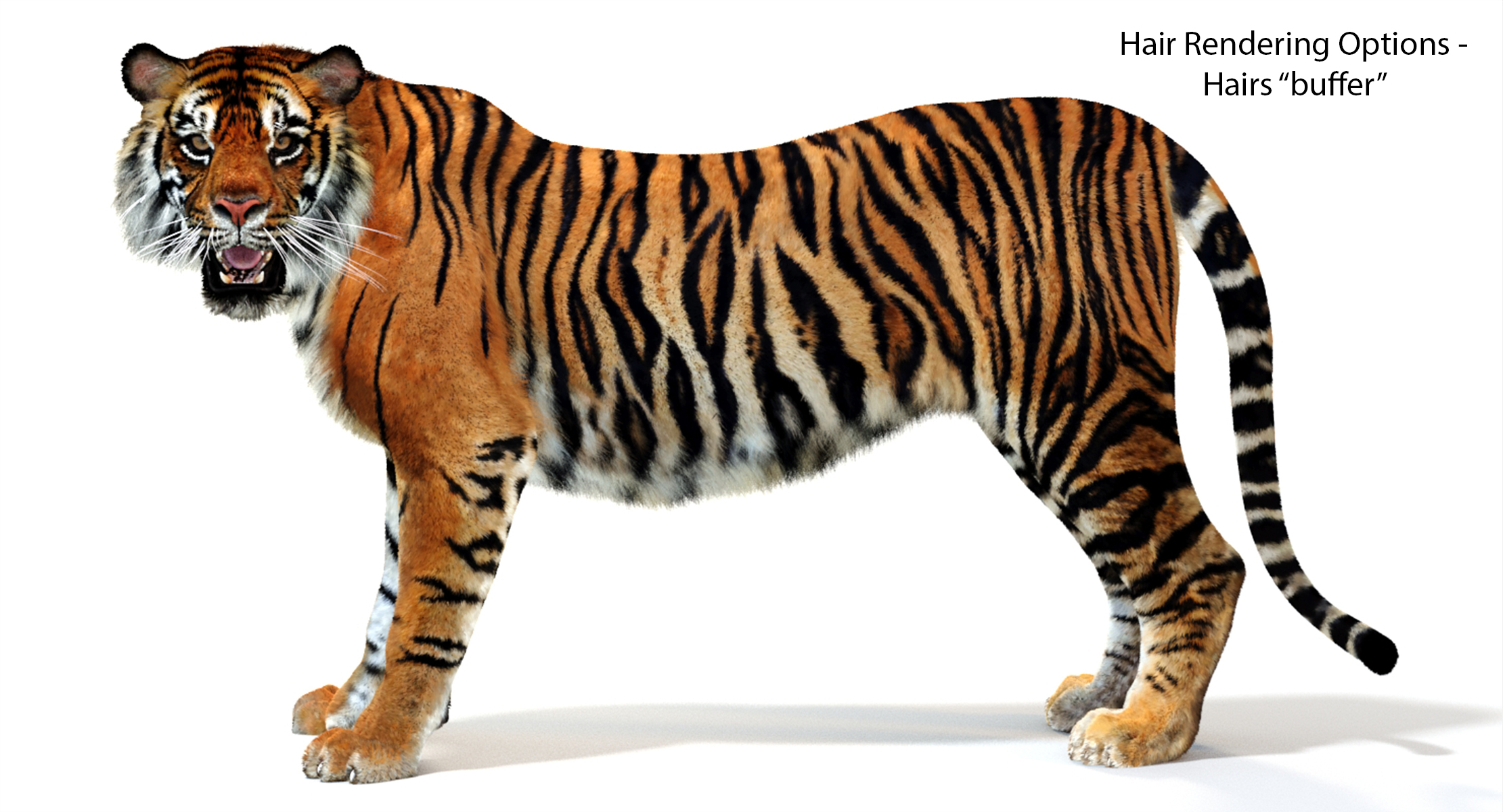 3d sumatran tiger (fur, animated)