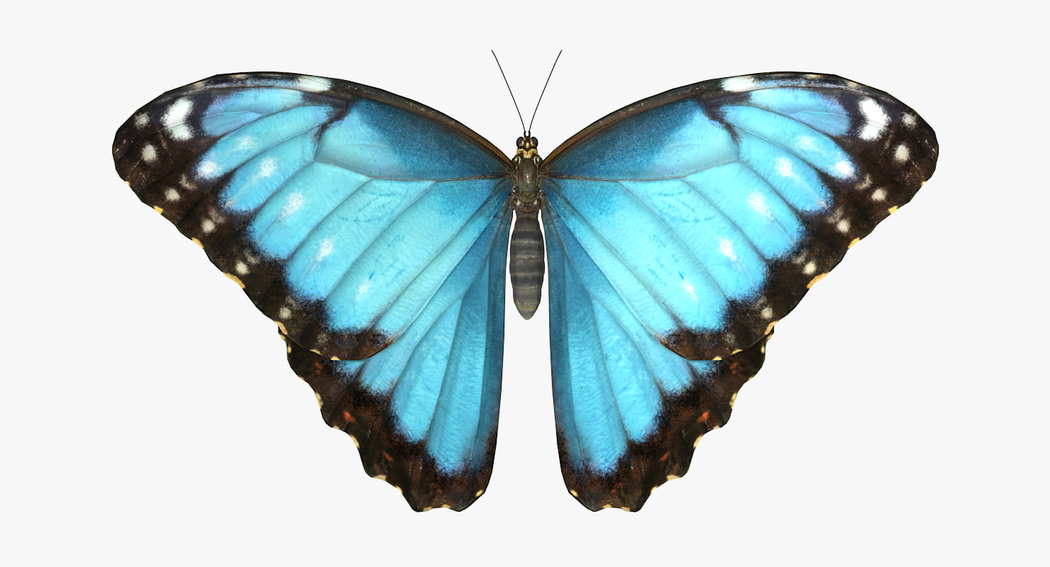 morpho peleides butterfly rigged for cinema 4d model