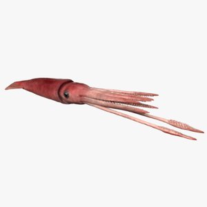 3D model giant squid