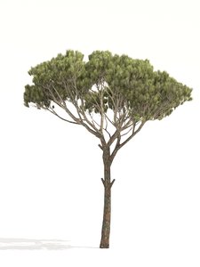 pine parasol tree 3D model
