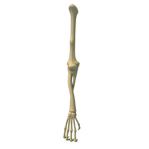 3D animal skeleton arm