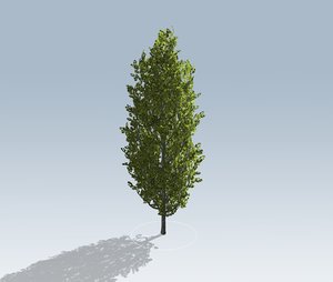 oak tree 3D model