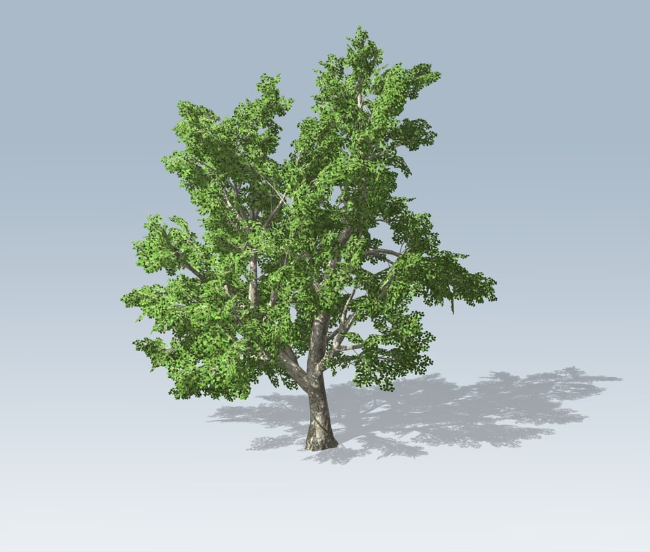 Maple tree 3D model - TurboSquid 1171261