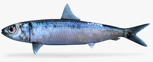 3D herring