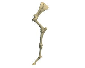 animal skeleton arm 3D model