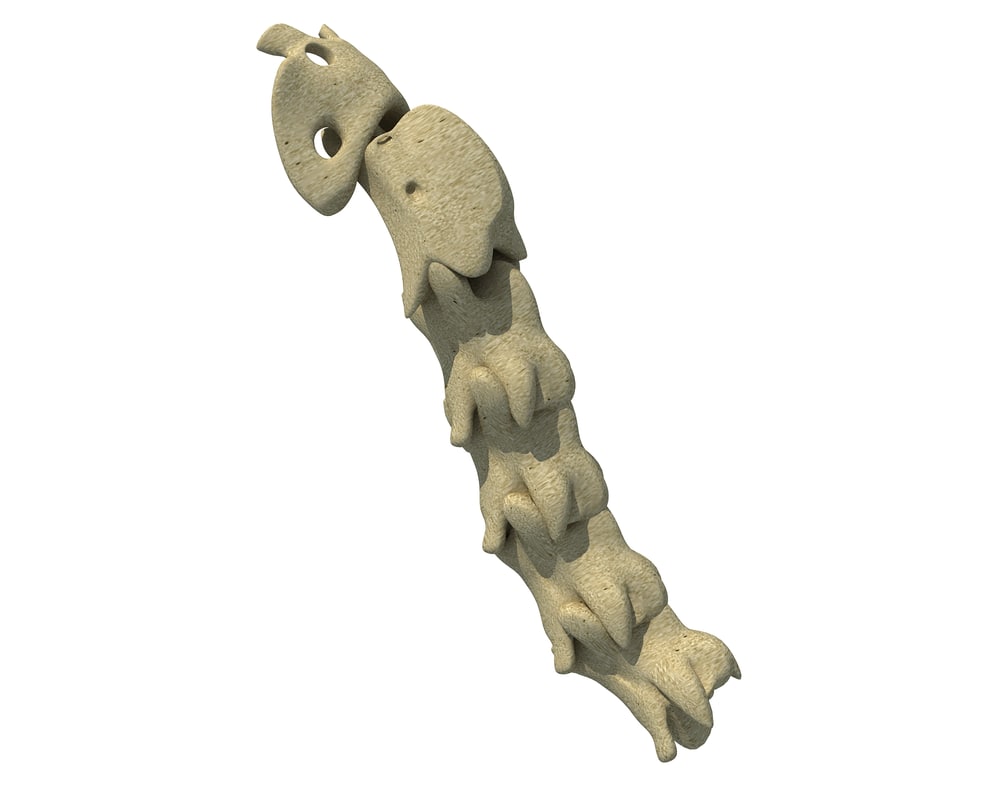 3D model animal neck bones TurboSquid 1171328