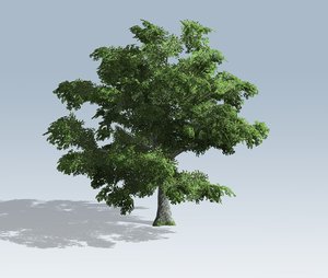 white oak 3D model