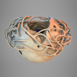 3D cell nucleus