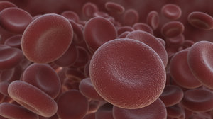 3D model realistic red blood cell