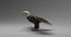 3D american bald eagle rigged model