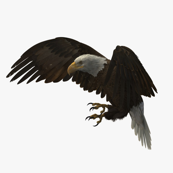 3D american bald eagle rigged model