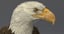 3D american bald eagle rigged model