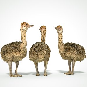 animal scanned unity 3D model