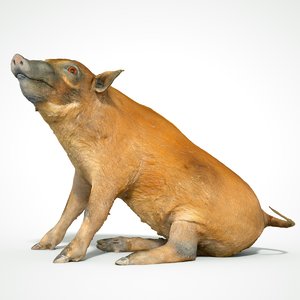 3D animal scanned unity