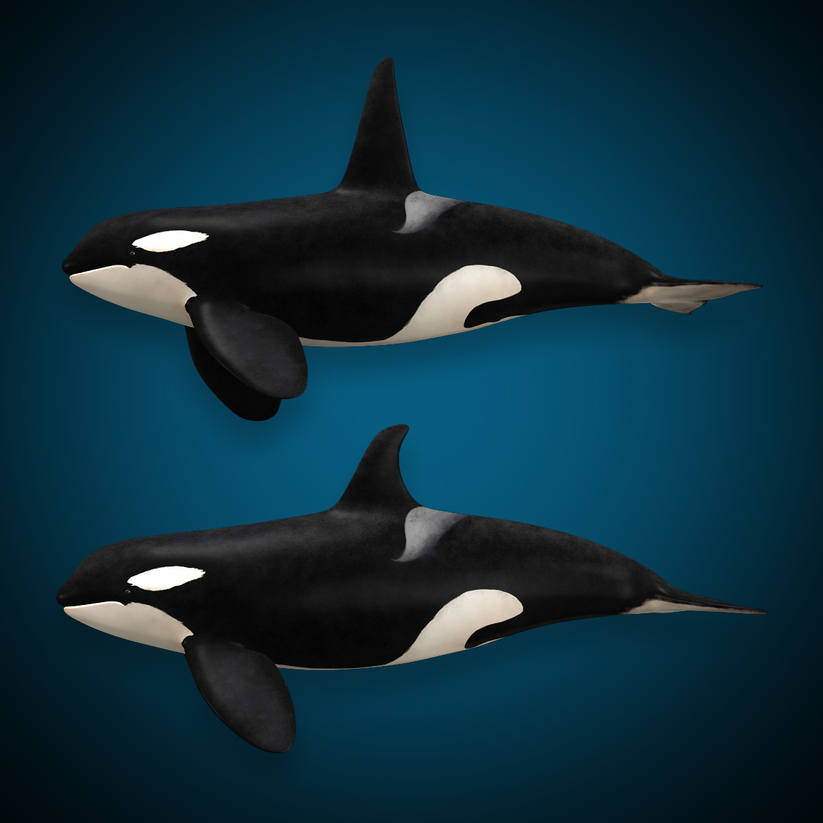 3D orca killer whale model - TurboSquid 1172341