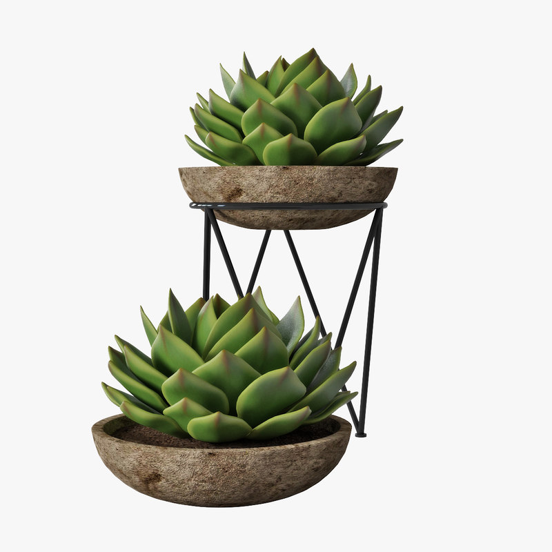  Succulent  pot plant 3D  model  TurboSquid 1172678