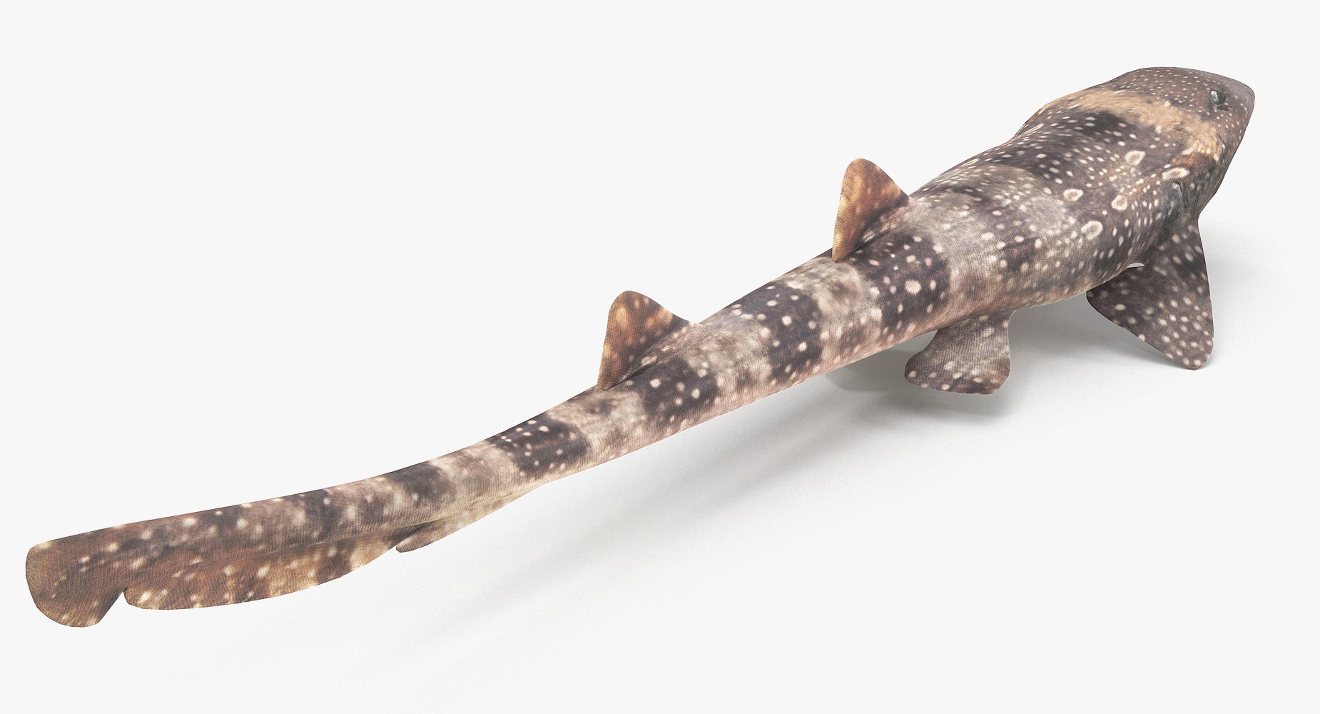 3D spotted bamboo shark model TurboSquid 1172848