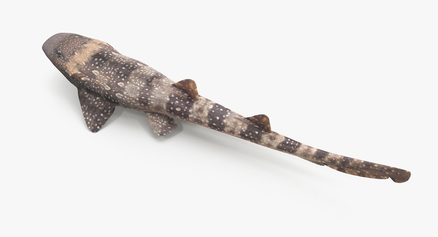 3D spotted bamboo shark model TurboSquid 1172848