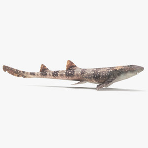3D spotted bamboo shark model