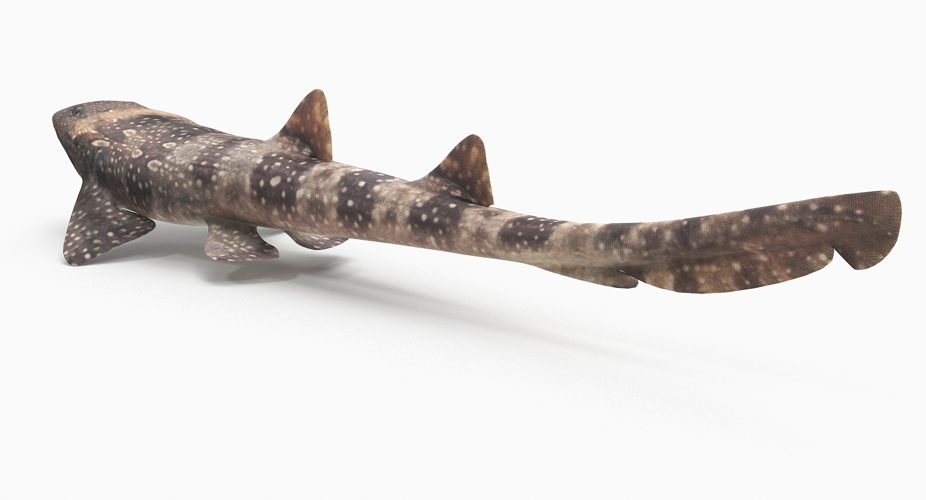 3D spotted bamboo shark model TurboSquid 1172848