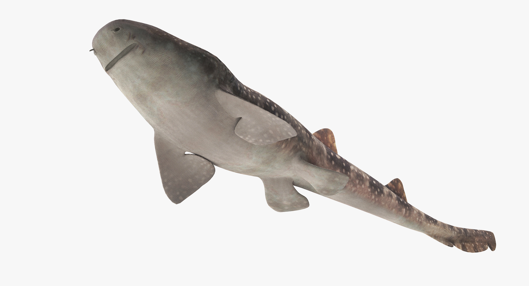 3D spotted bamboo shark model TurboSquid 1172848