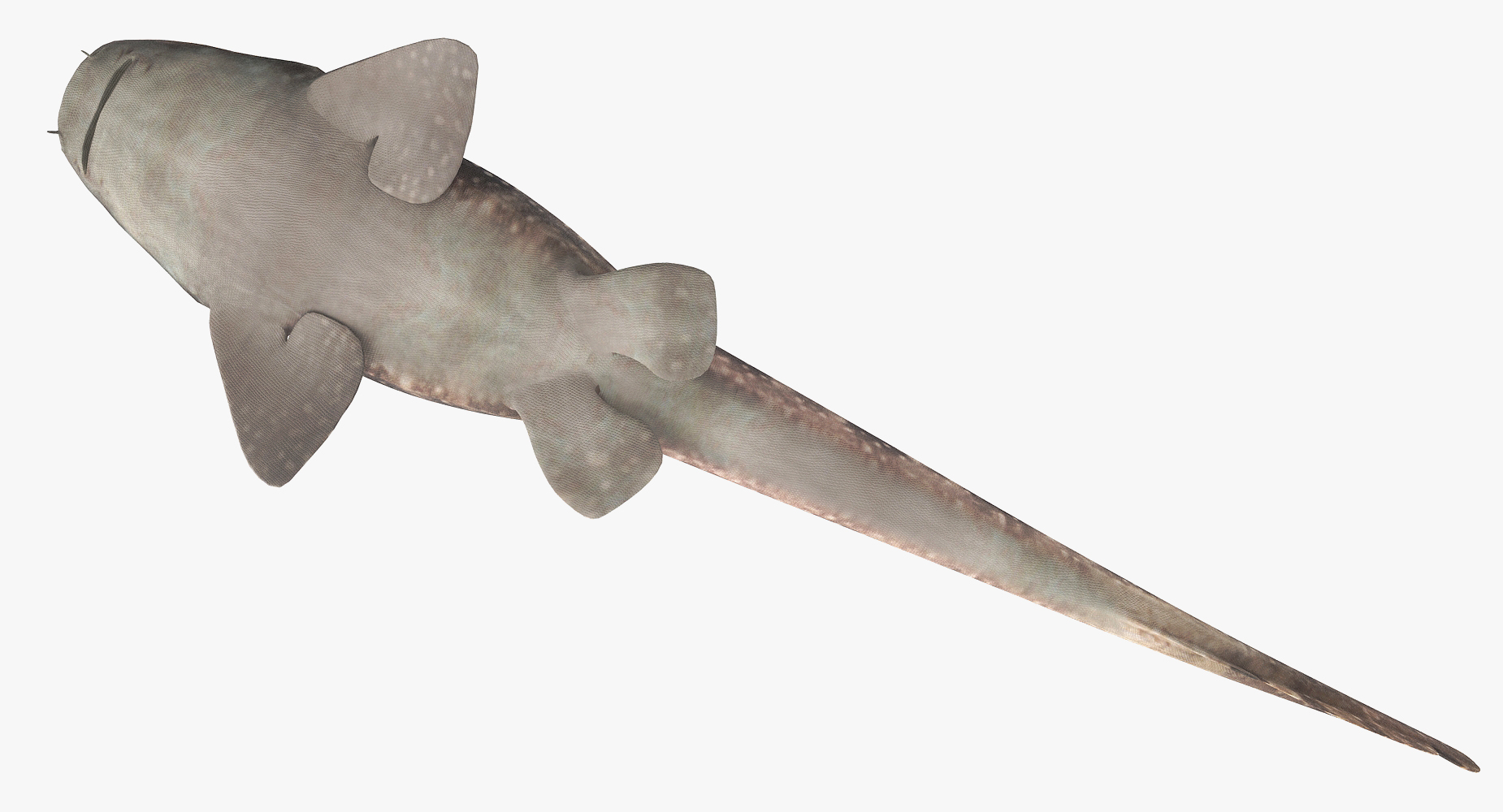 3D spotted bamboo shark model TurboSquid 1172848