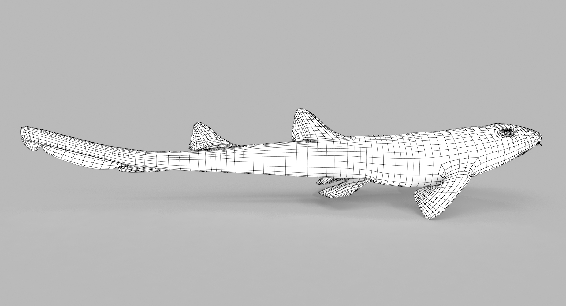 3D spotted bamboo shark model TurboSquid 1172848
