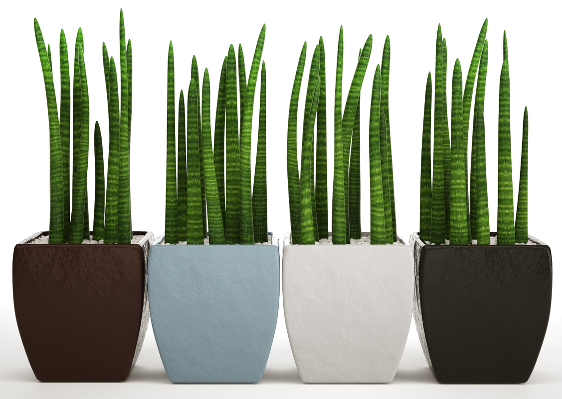 Set Di 3 Sansevieria Cylindrica In Vaso 9 Cm: Pianta Twister, Spaghetti E Fan