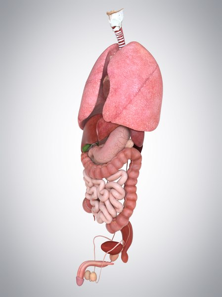 3d Internal Human Organs Liver Model - Turbosquid 1174025