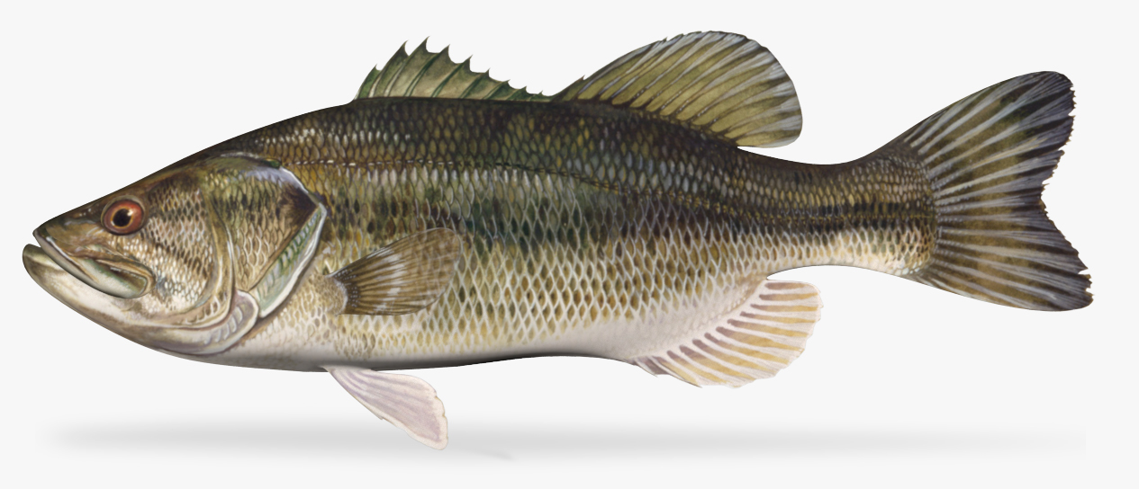 3d Largemouth Bass - Turbosquid 1174191