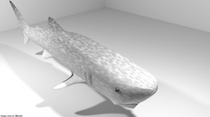 whale shark 3D model