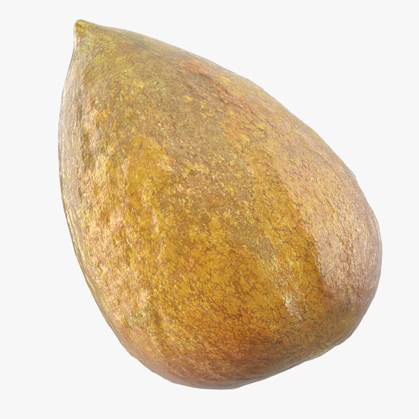 3d Avocado Seed Model Turbosquid 1174395