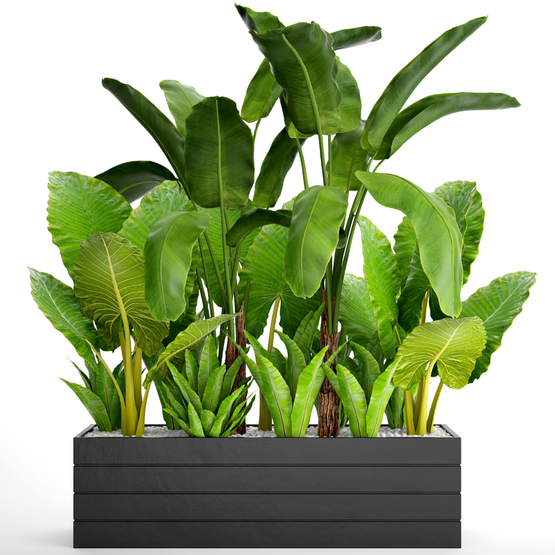 3d tropical plants model free download