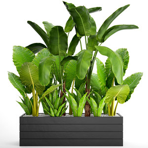 3D tropical plants flowerpot model