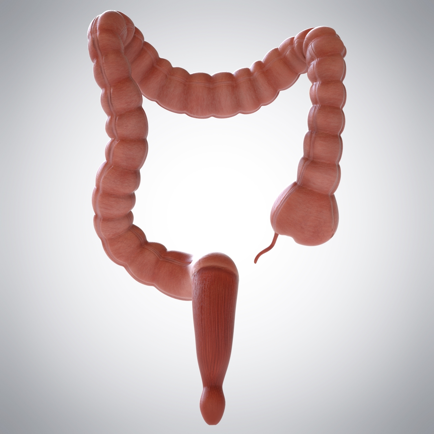 3D Model Human Large Intestine - TurboSquid 1175159