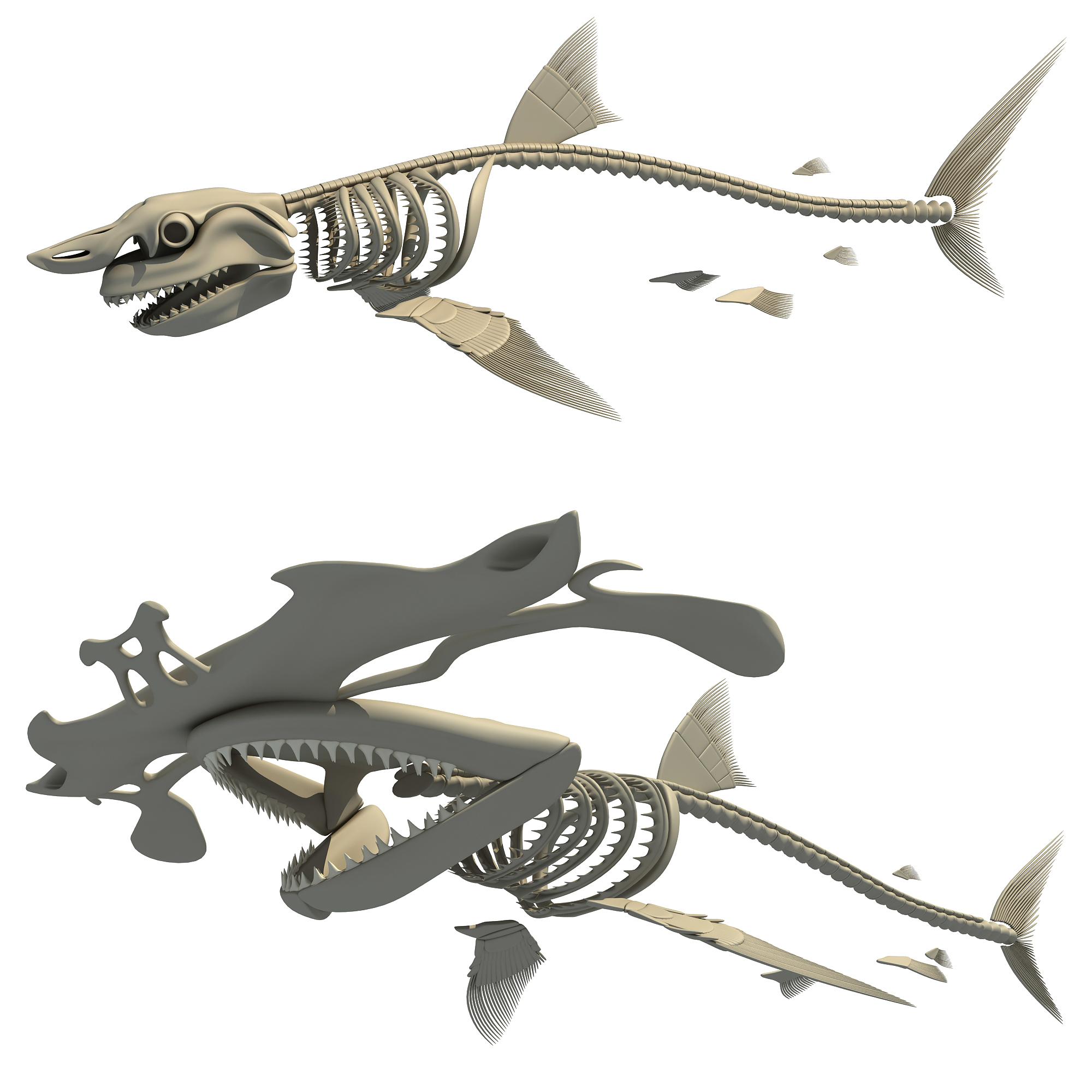 Great White Shark Skeleton - 3D Model by 3D Horse