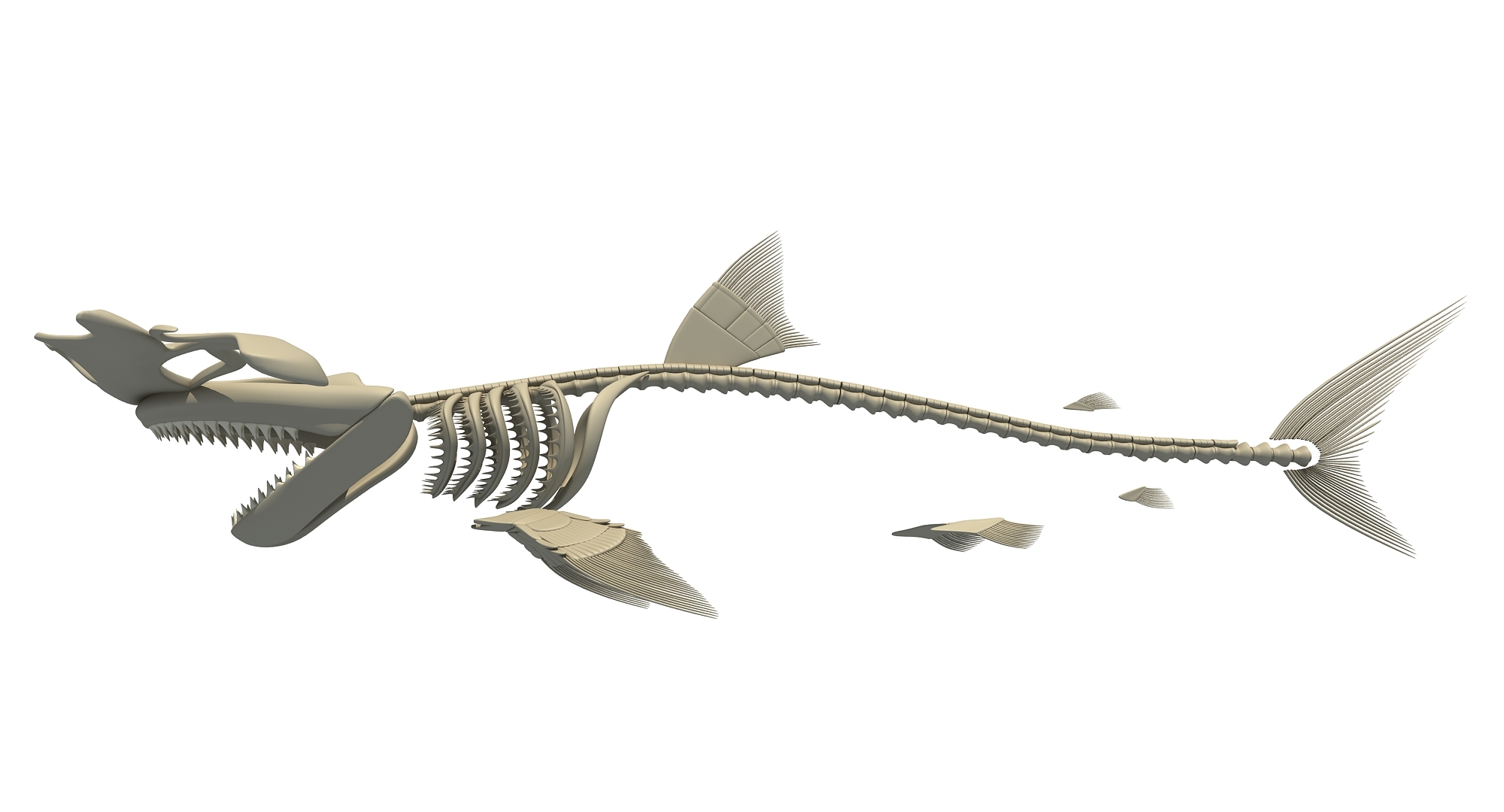 巨齿鲨骨架图片