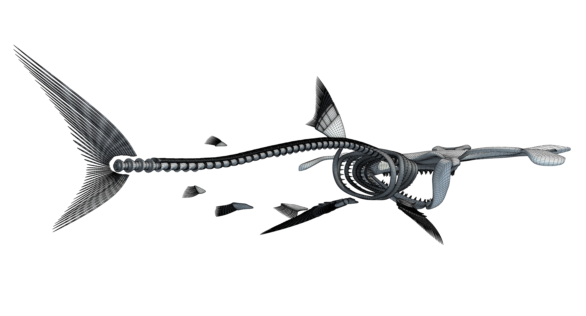 骷髅鲨鱼复活图片