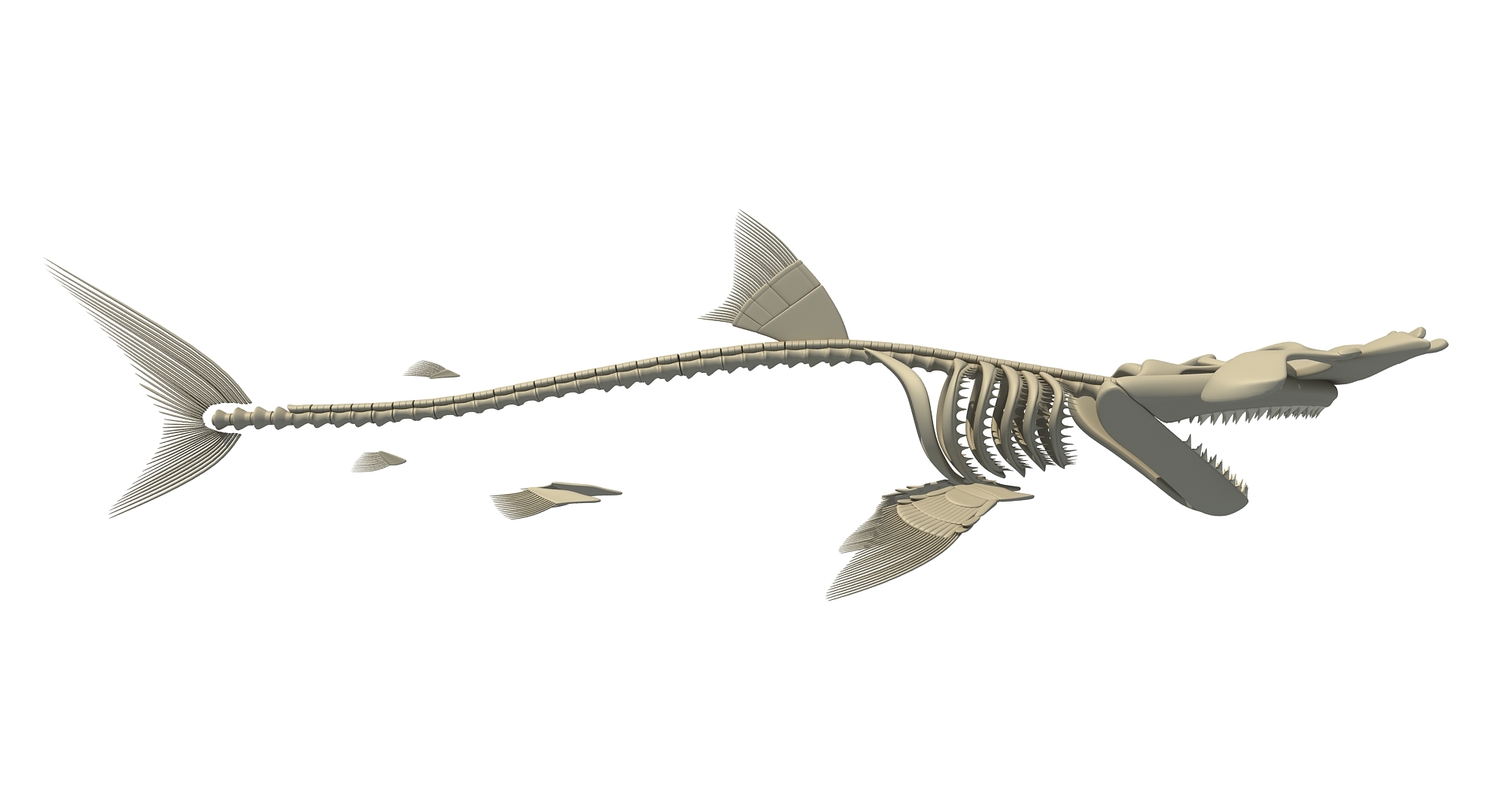 巨齿鲨骨架图片